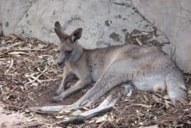 Au Pair Australien Erfahrungen